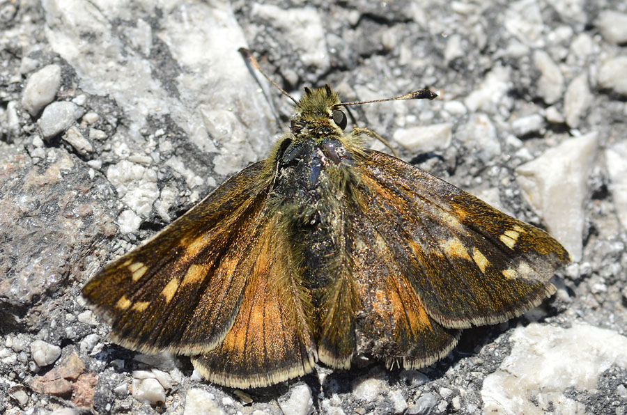 Presentazione Hesperia comma